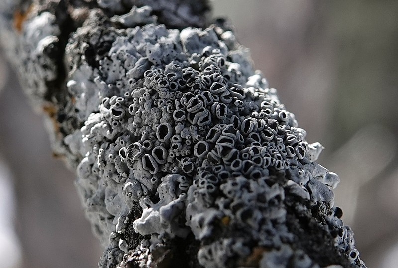 Rosette Lichen photo 7