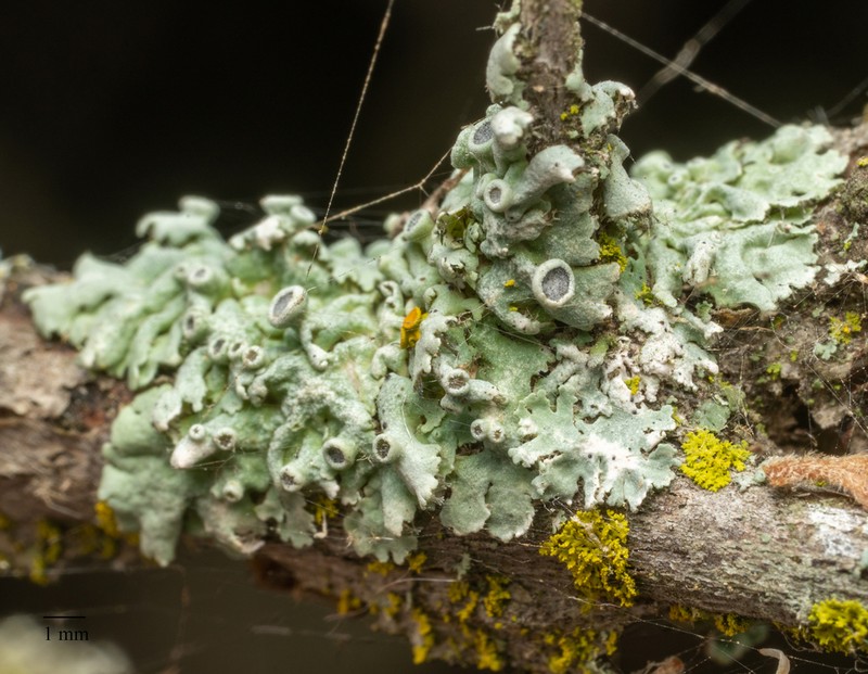 Rosette Lichen photo 8