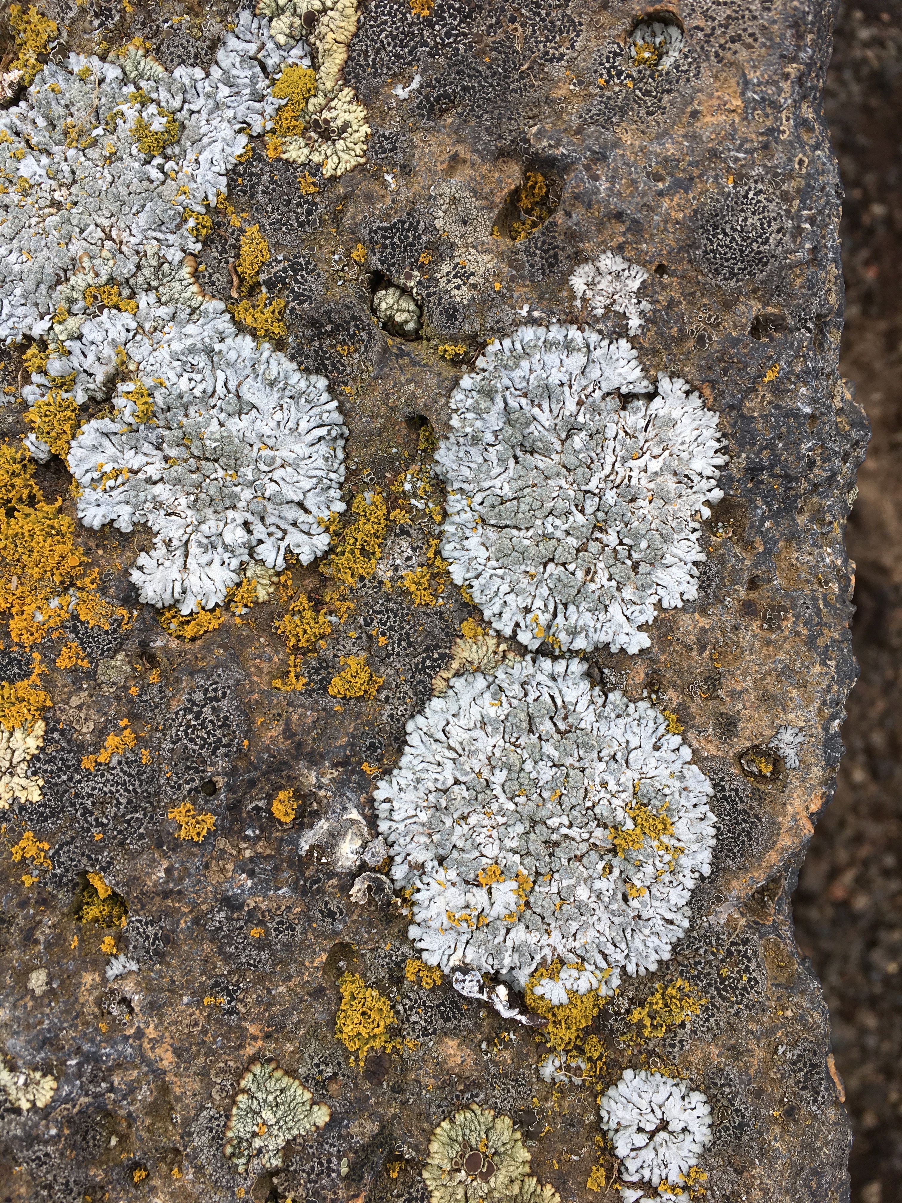 Rosette Lichen photo 4