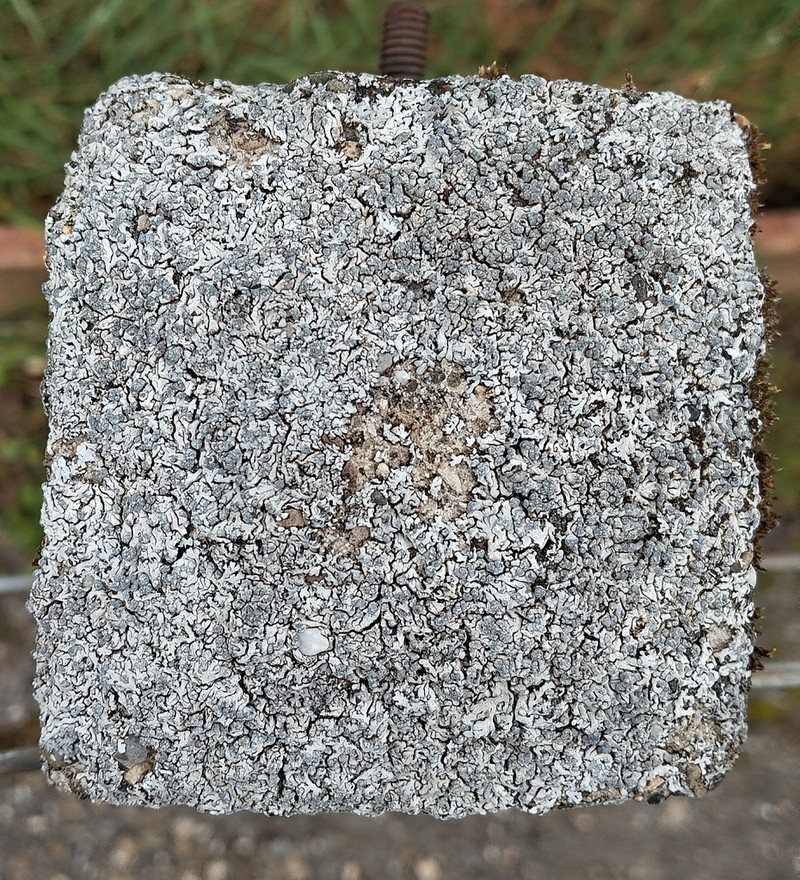 Rosette Lichen photo 3