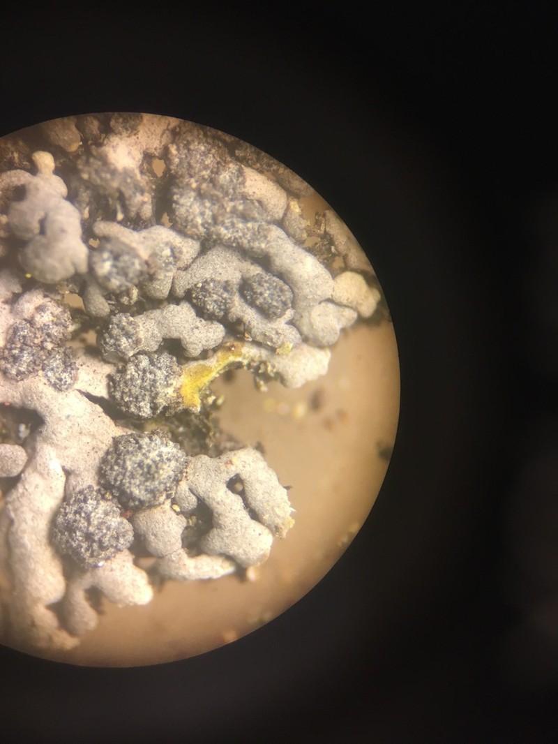 Rosette Lichen photo 4