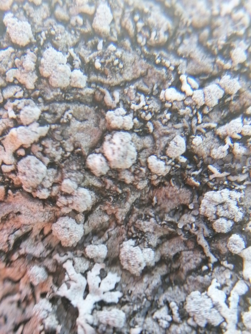 Rosette Lichen photo 5