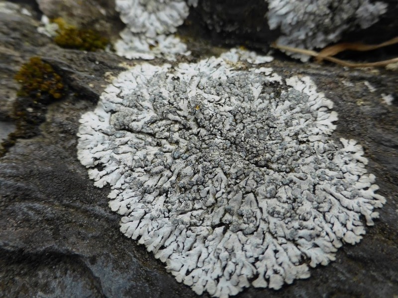 Rosette Lichen photo 6