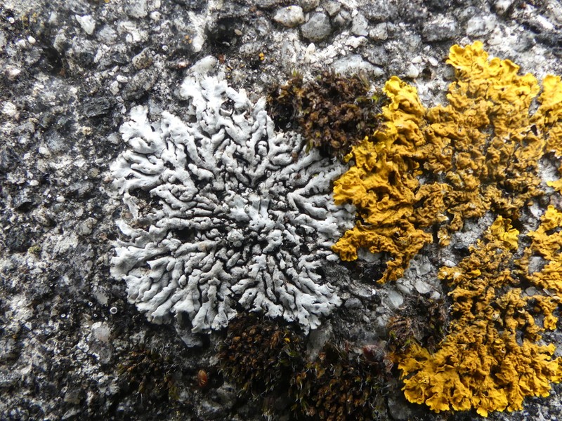 Rosette Lichen photo 7