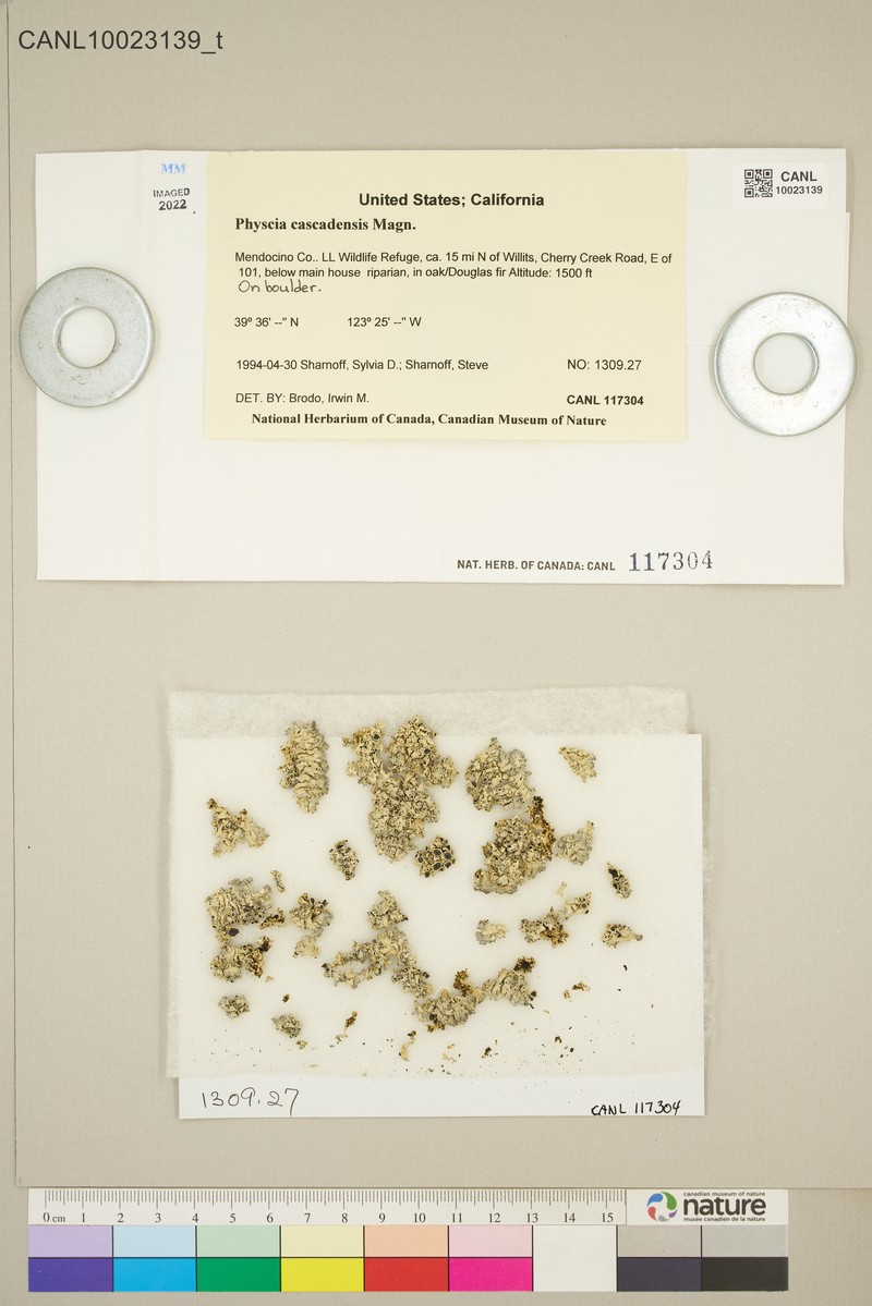 Cascade Rosette Lichen