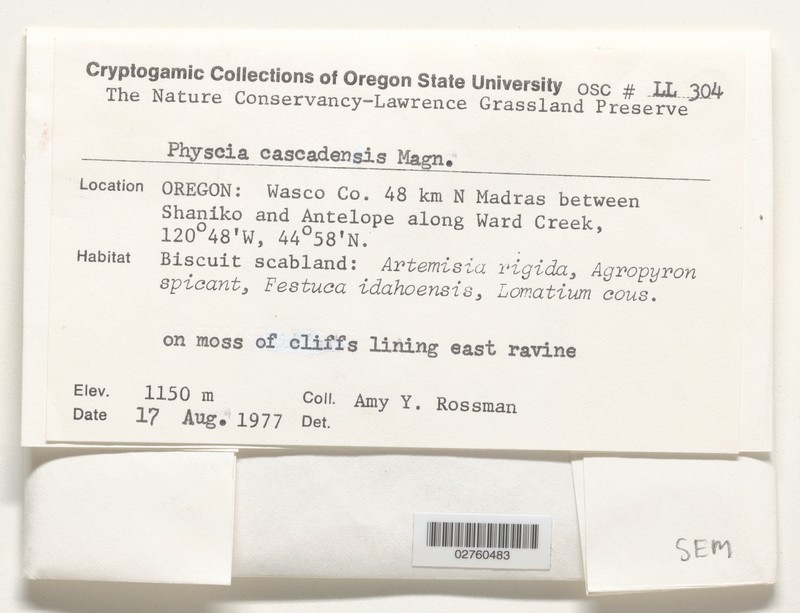 Cascade Rosette Lichen photo 2