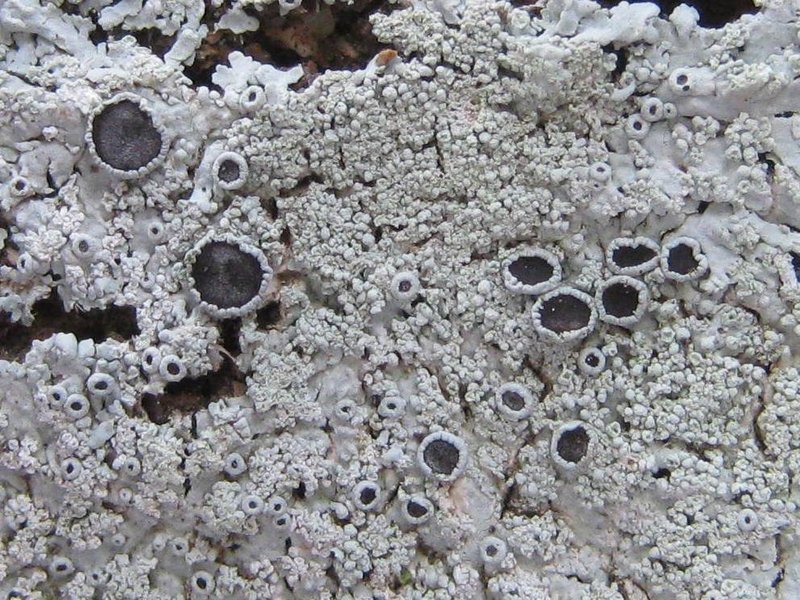 Clemente's Rosette Lichen