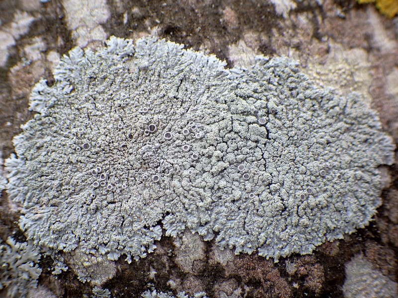 Clemente's Rosette Lichen