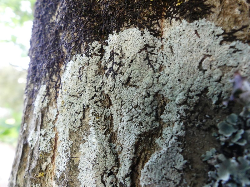 Clemente's Rosette Lichen photo 2