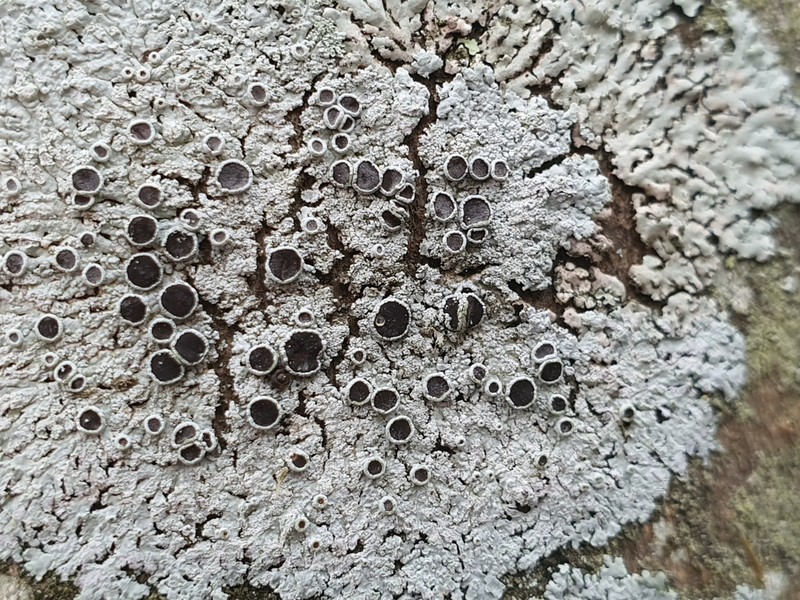 Clemente's Rosette Lichen photo 3