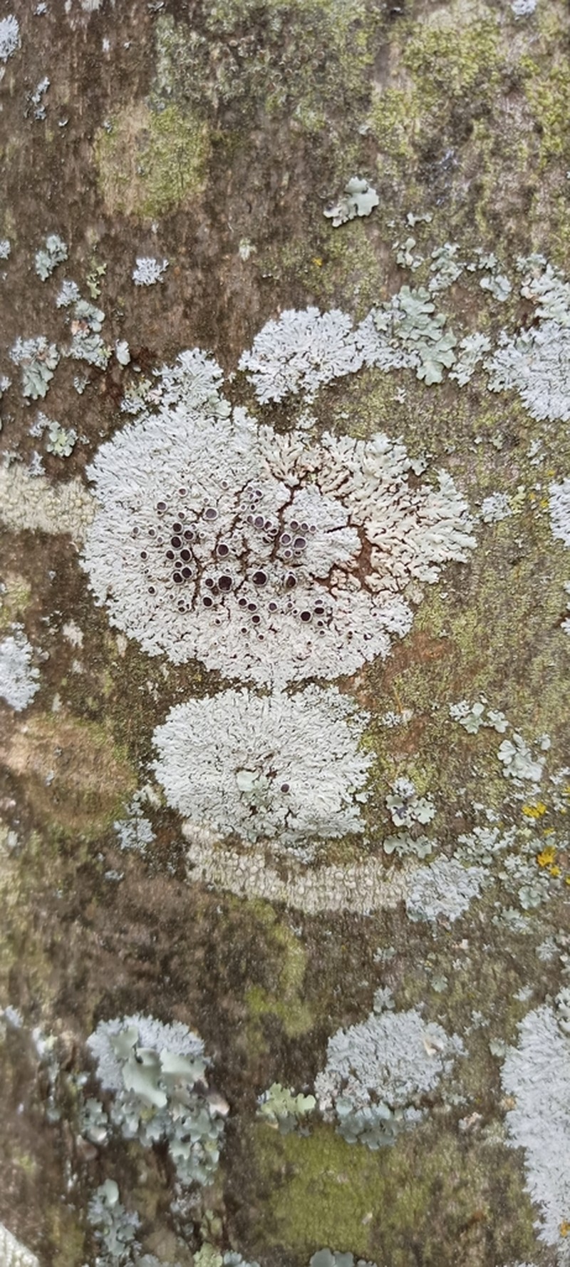 Clemente's Rosette Lichen photo 4
