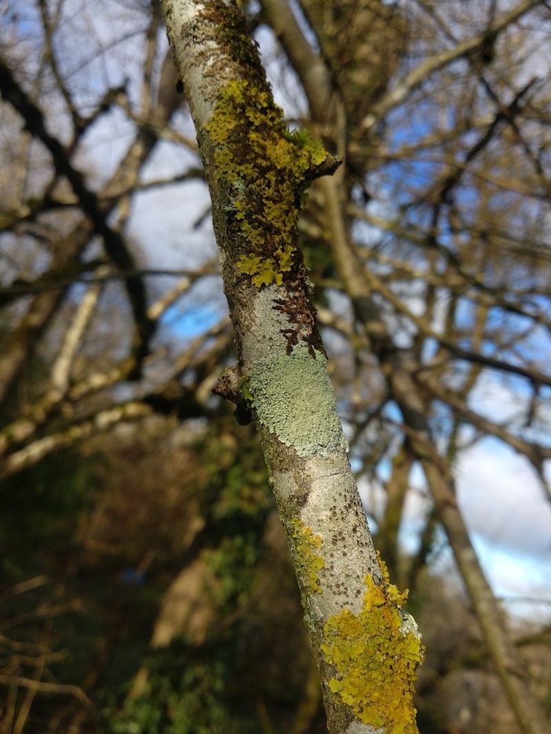 Clemente's Rosette Lichen photo 5