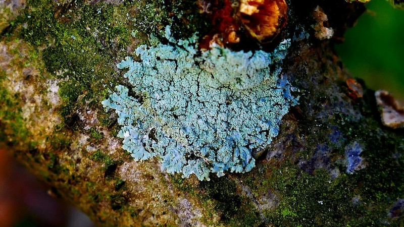Clemente's Rosette Lichen photo 6