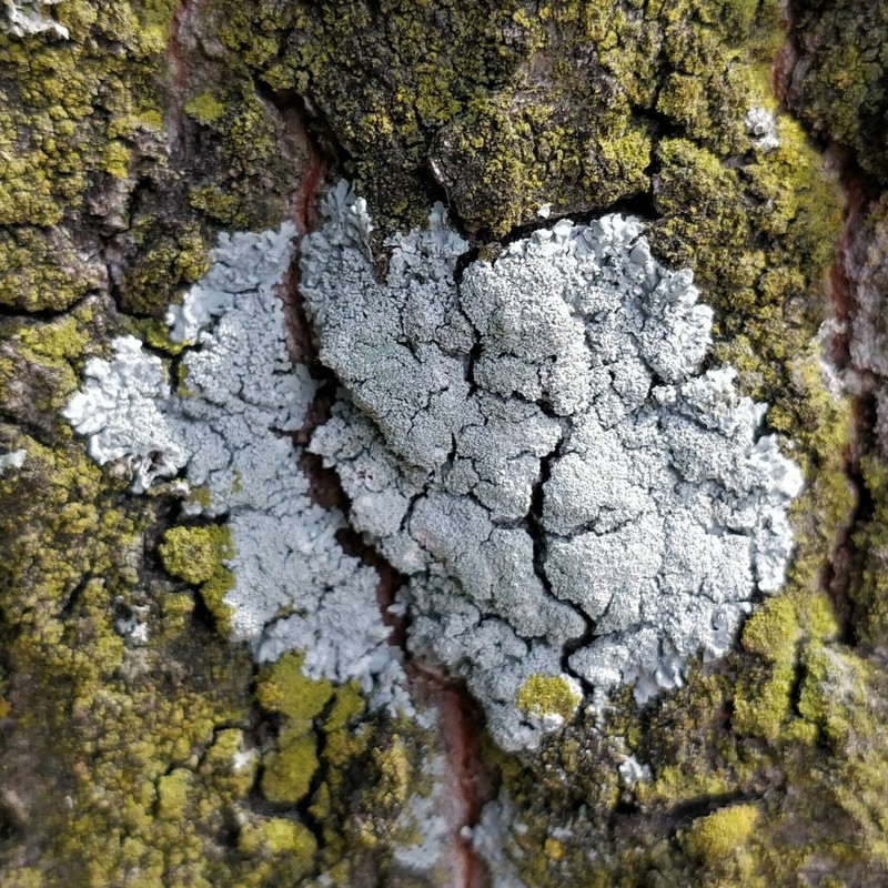 Clemente's Rosette Lichen photo 7
