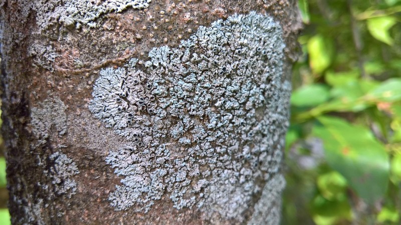 Clemente's Rosette Lichen photo 8