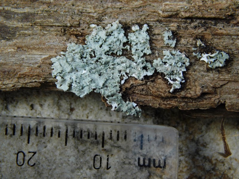 Rosette Lichen photo 2