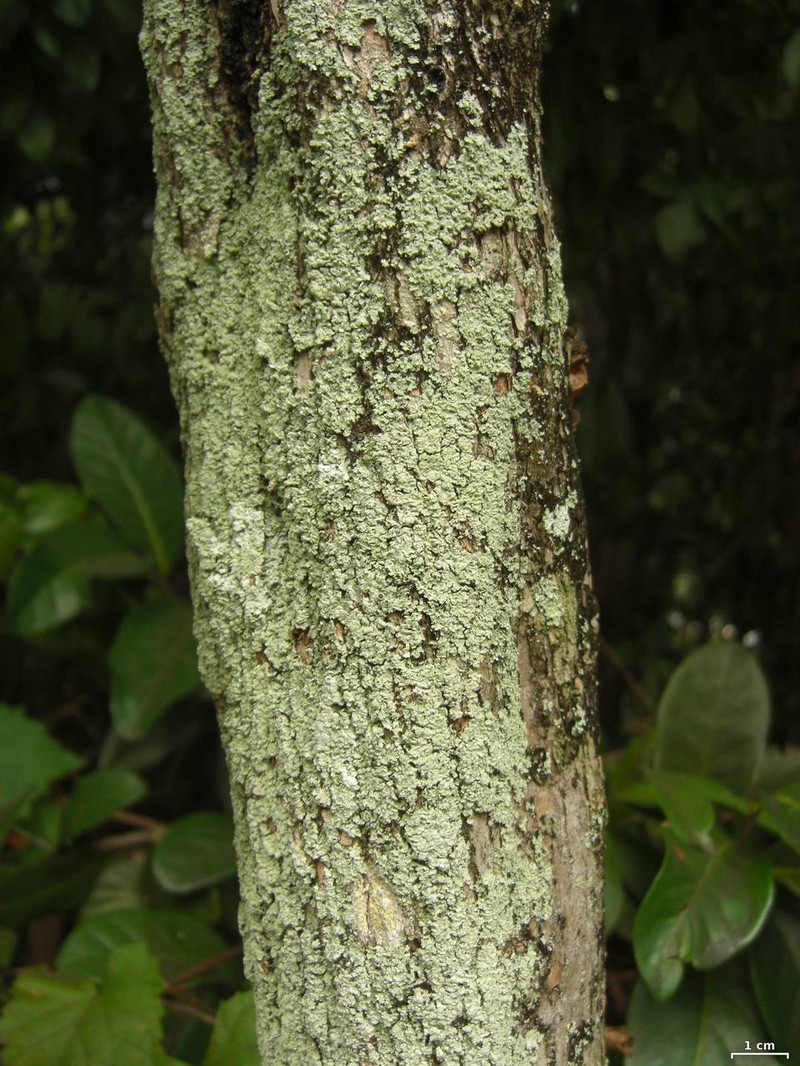 Rosette Lichen photo 3