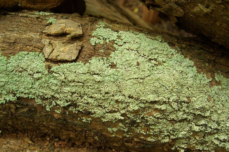 Rosette Lichen photo 4