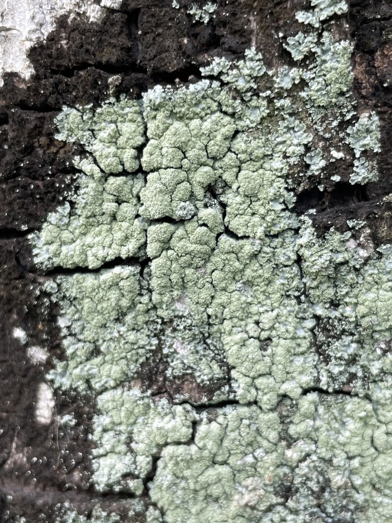 Rosette Lichen