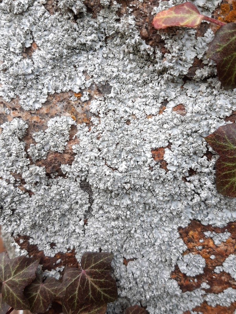 Rosette Lichen photo 2