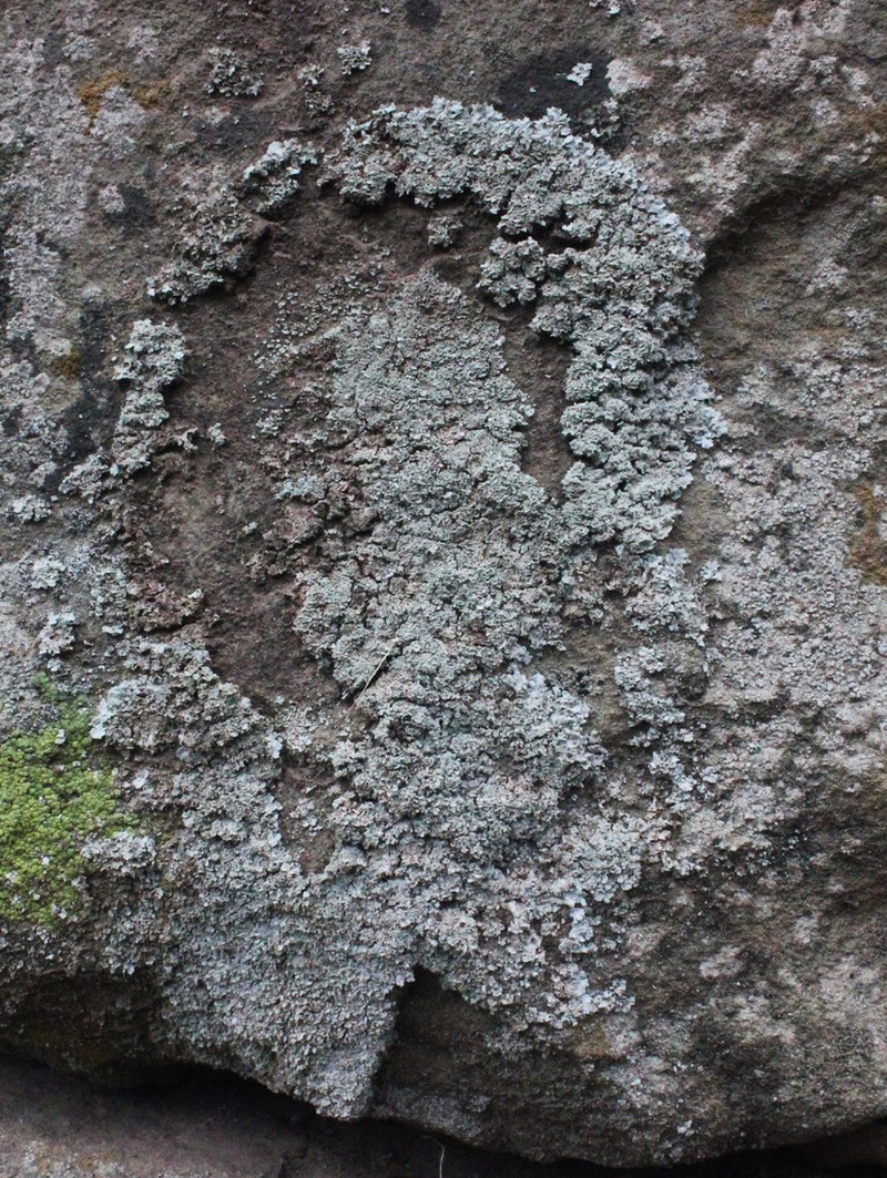 Rosette Lichen photo 3