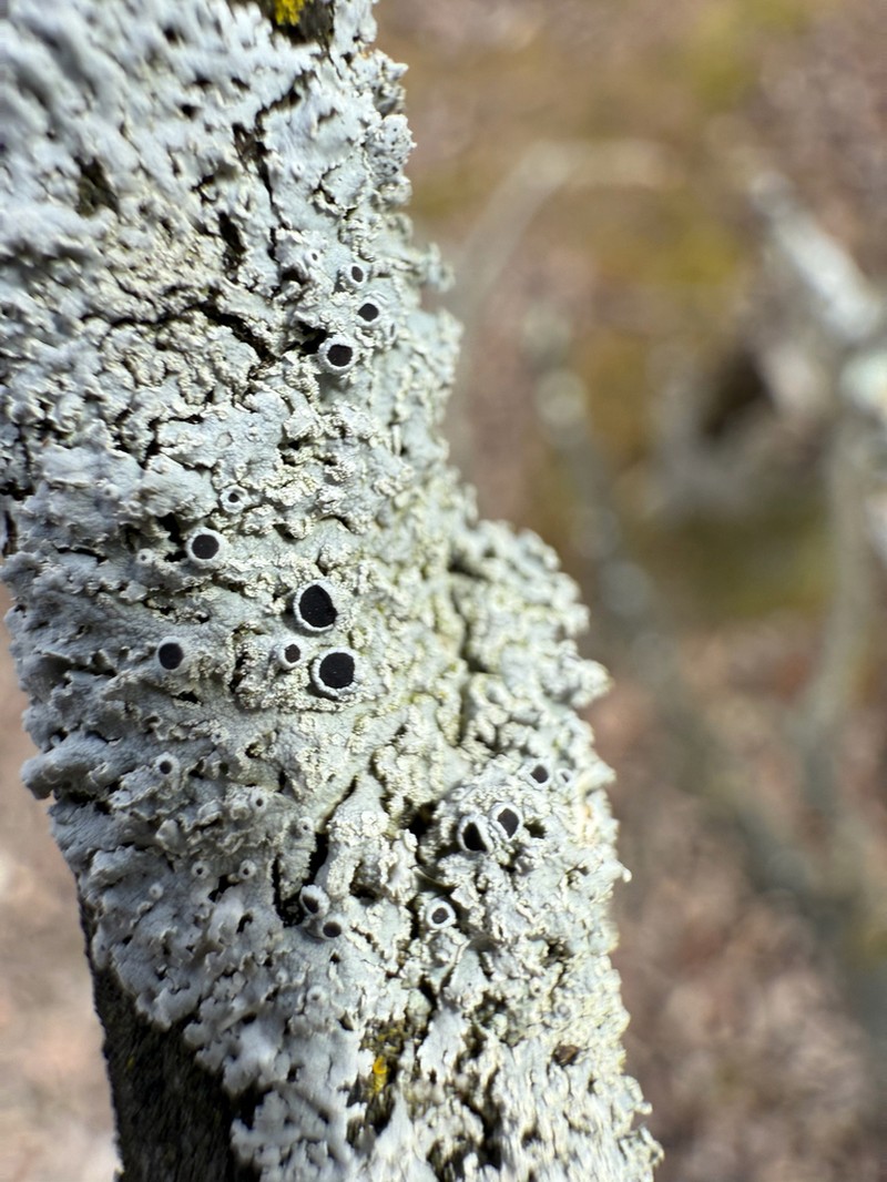 Rosette Lichen photo 4
