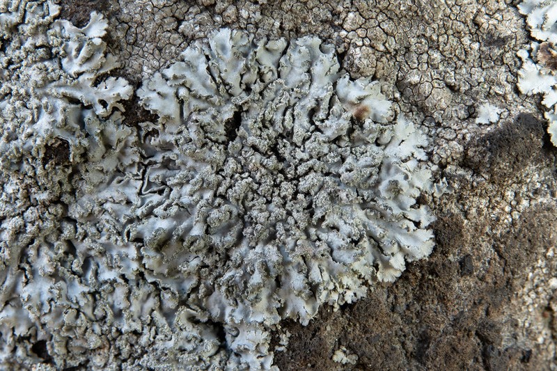 Rosette Lichen photo 5