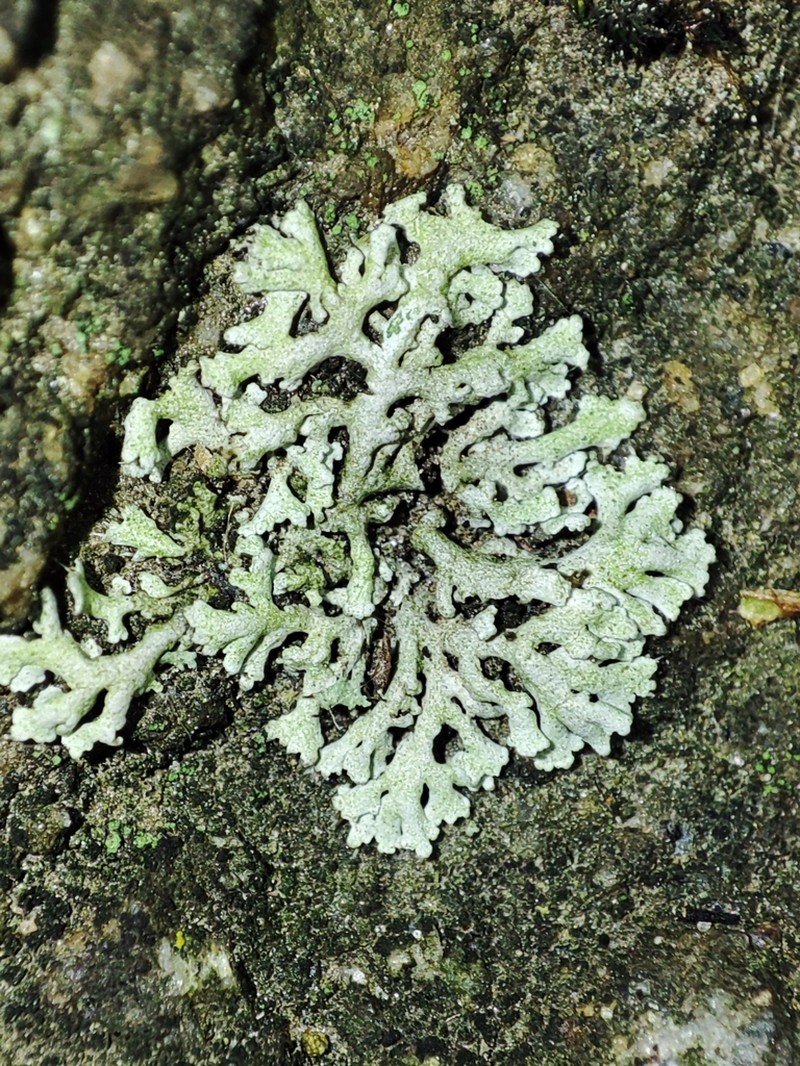 Rosette Lichen photo 6