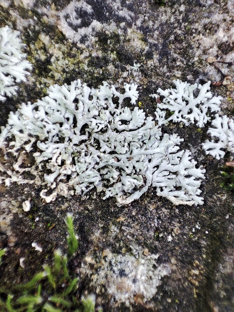 Rosette Lichen photo 7