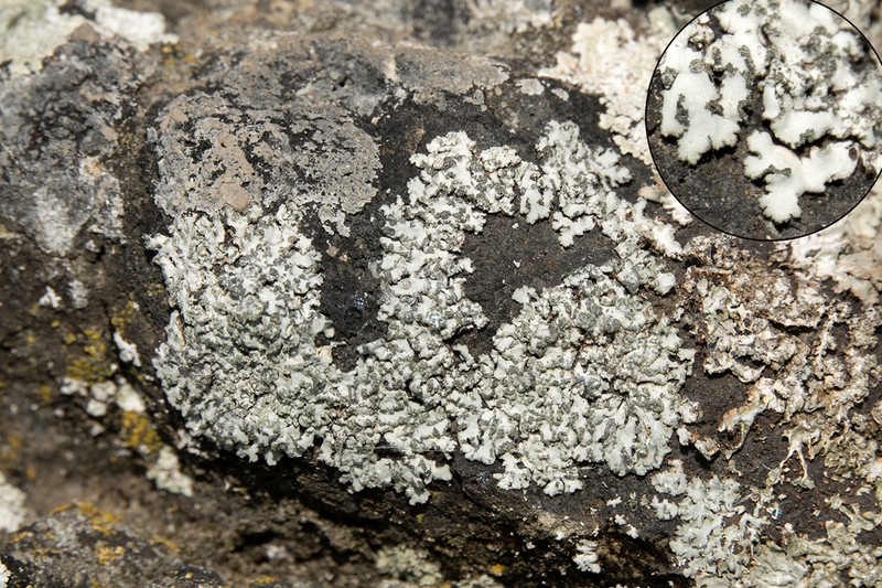 Rosette Lichen photo 8