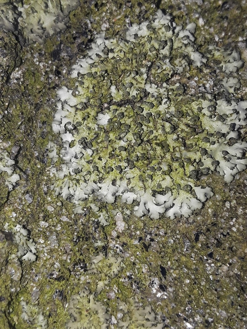 Rosette Lichen