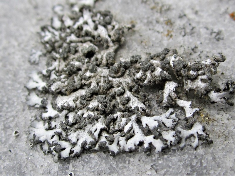 Rosette Lichen photo 2