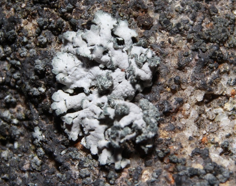Rosette Lichen photo 3