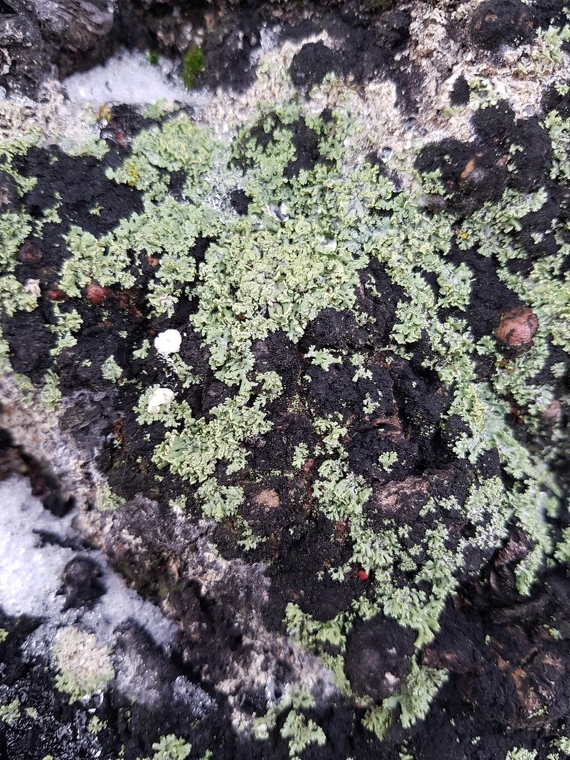 Rosette Lichen photo 4