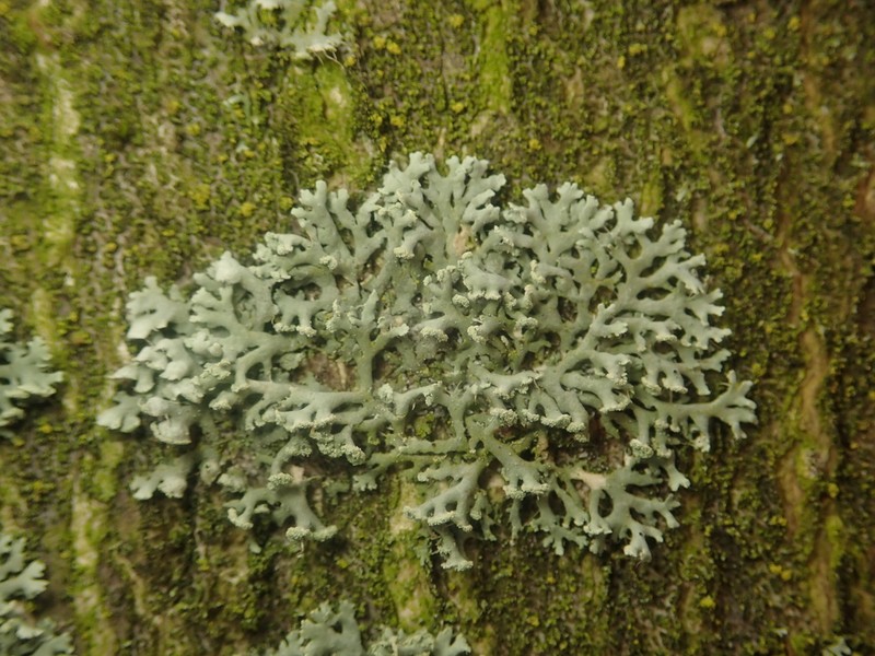 Rosette Lichen photo 5