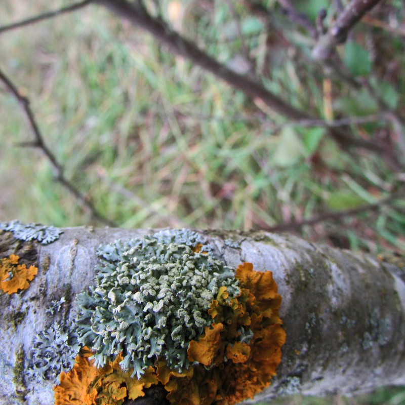 Rosette Lichen photo 6
