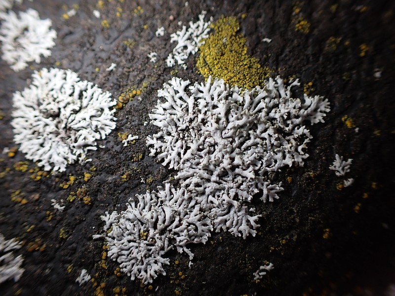 Rosette Lichen photo 7