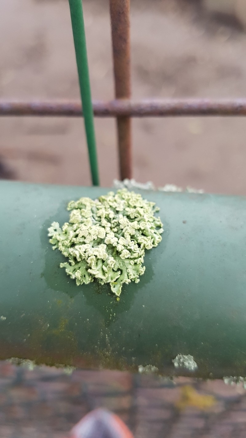 Rosette Lichen photo 8