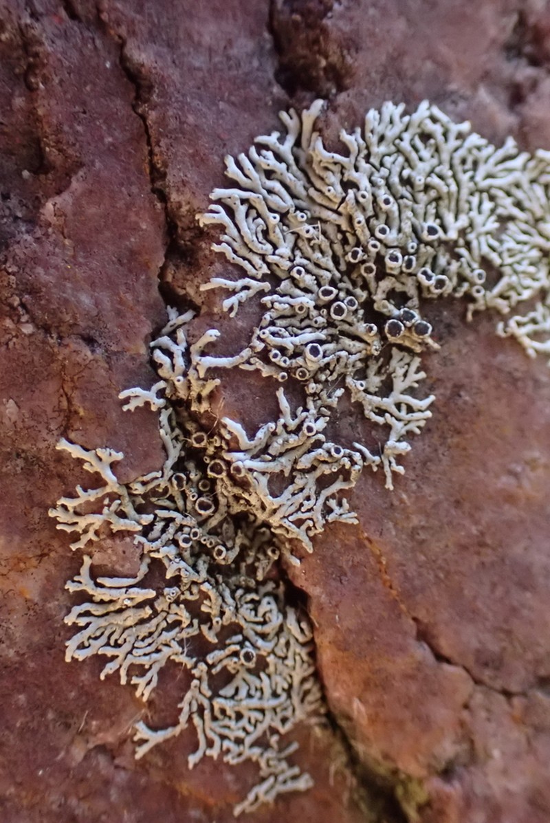 Hale's Rosette Lichen
