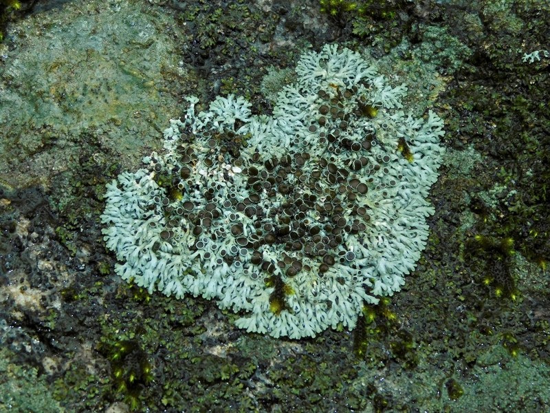 Hale's Rosette Lichen photo 2