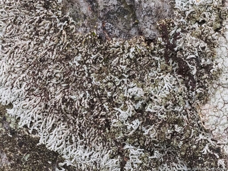 Hale's Rosette Lichen photo 3