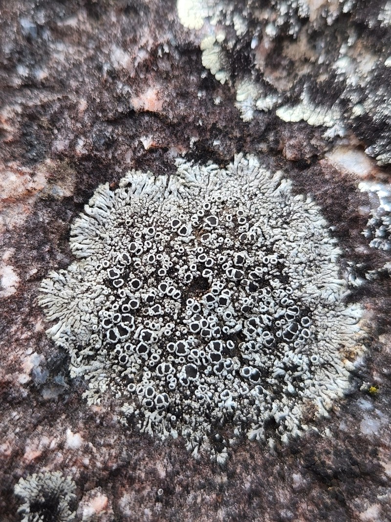 Hale's Rosette Lichen photo 4