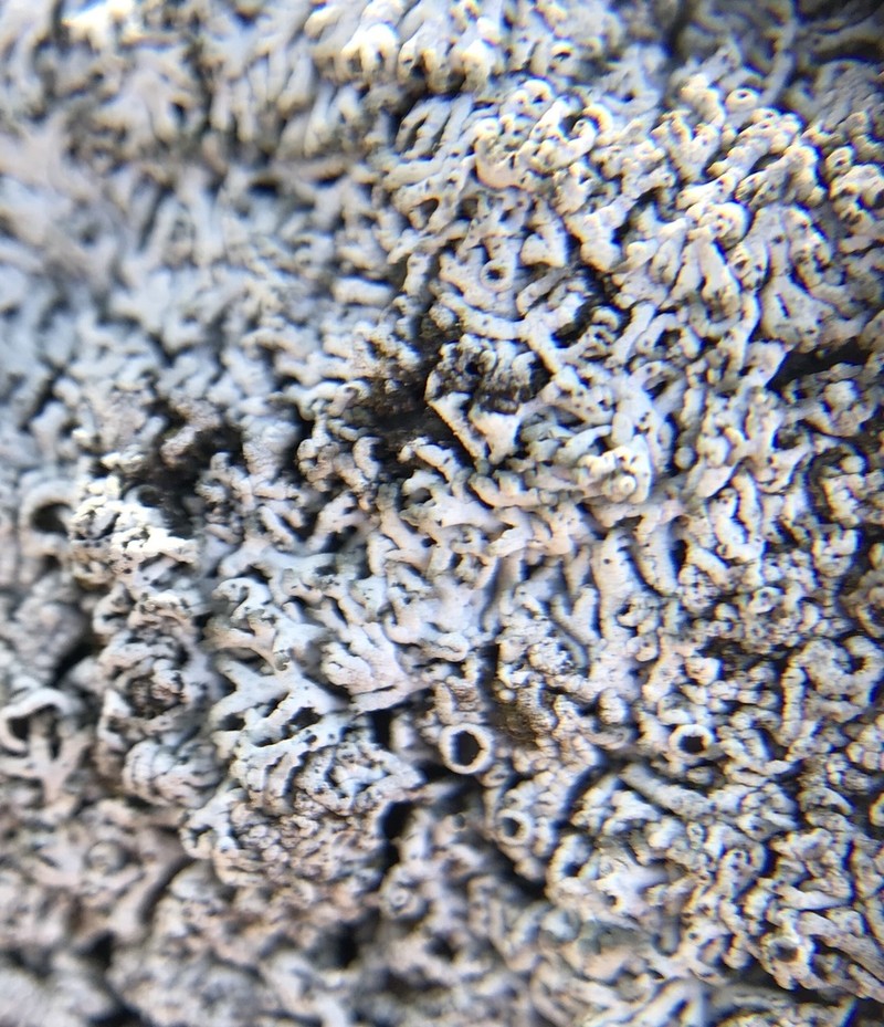 Hale's Rosette Lichen photo 5