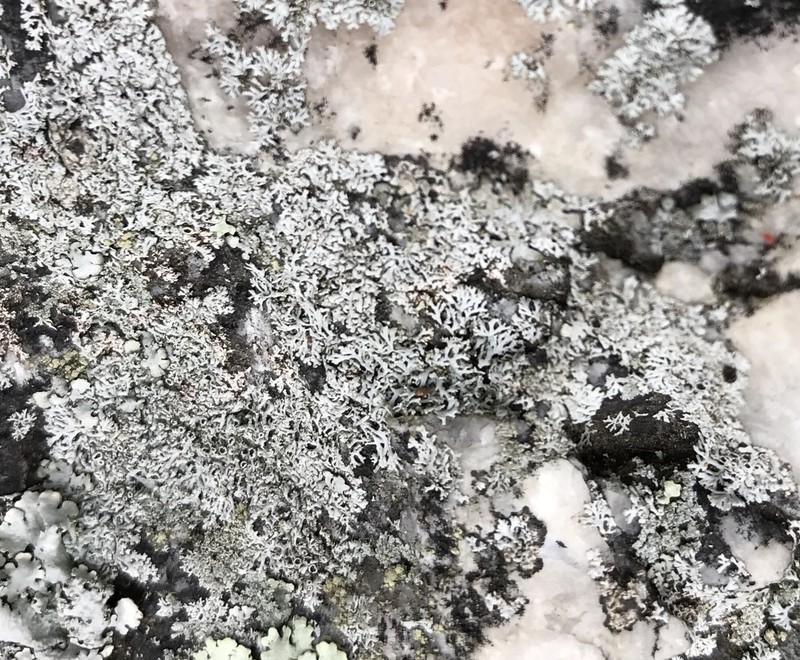 Hale's Rosette Lichen photo 6
