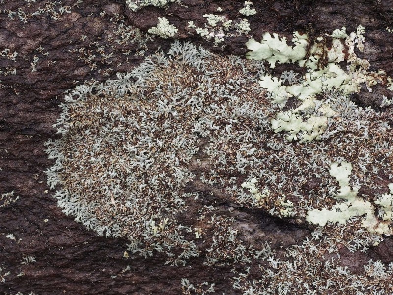Hale's Rosette Lichen photo 7