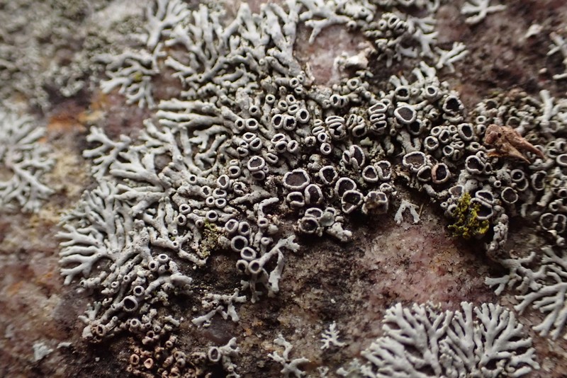 Hale's Rosette Lichen photo 8