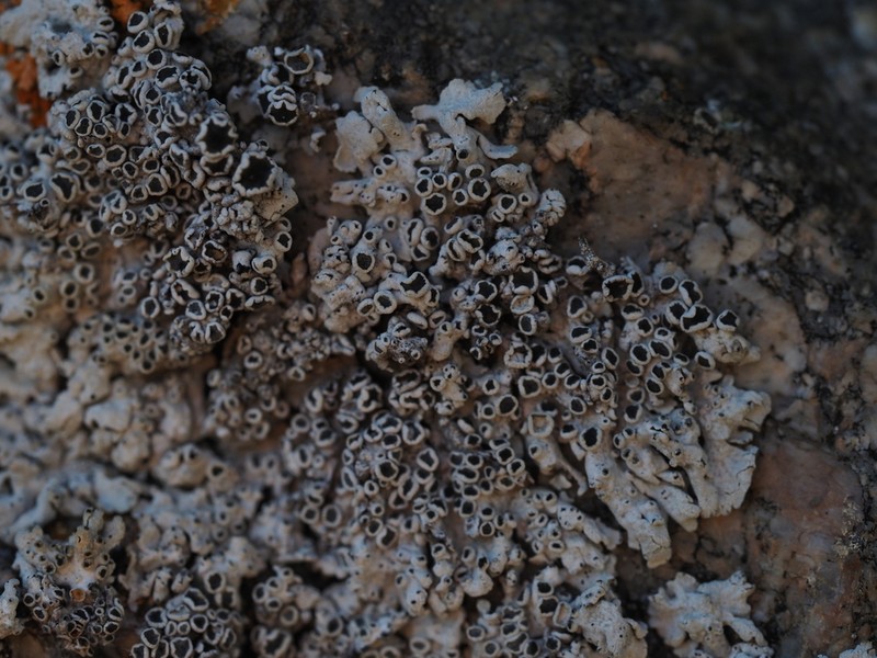 Magnusson's Rosette Lichen photo 2