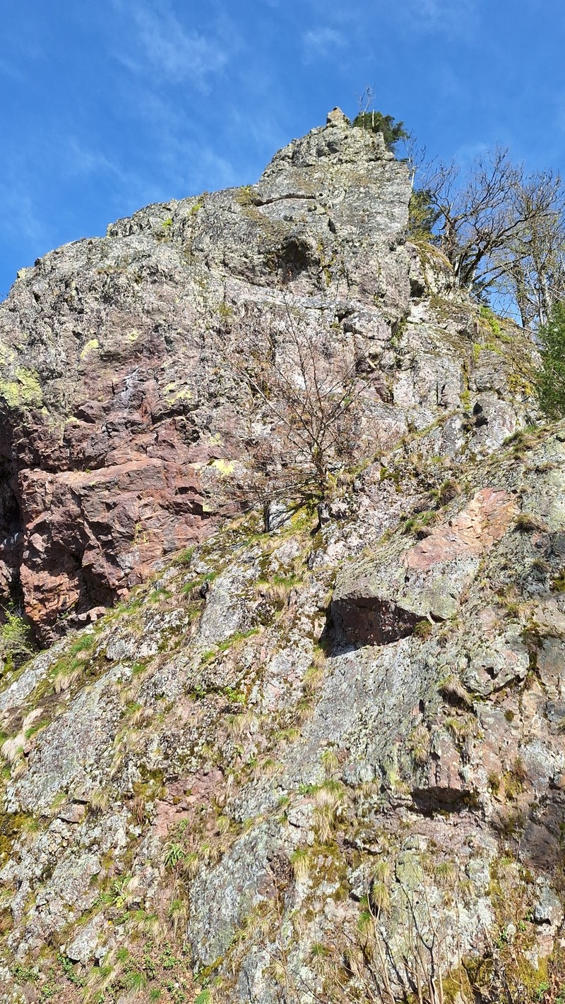 Magnusson's Rosette Lichen photo 4