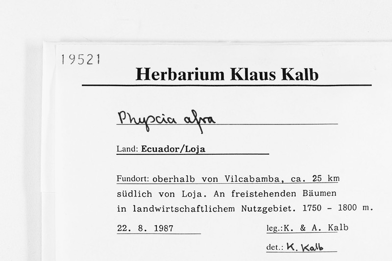 Mexican Rosette Lichen photo 2