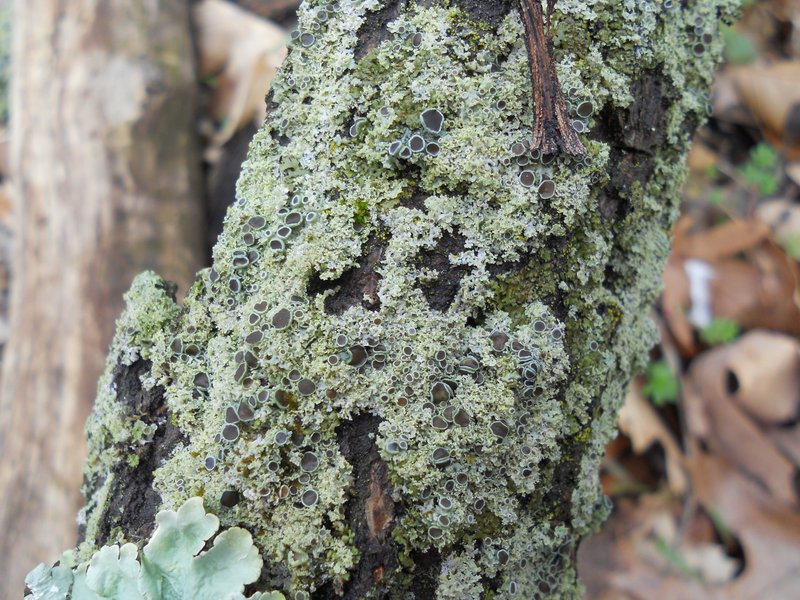 Rosette Lichen